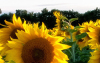Banner_1_Club_sunflowers1500