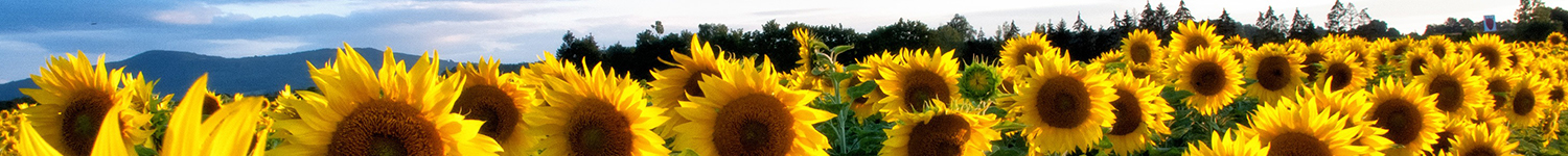 Banner_1_Club_sunflowers1500